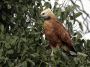 Day04 - 31 * Black-collared Hawk